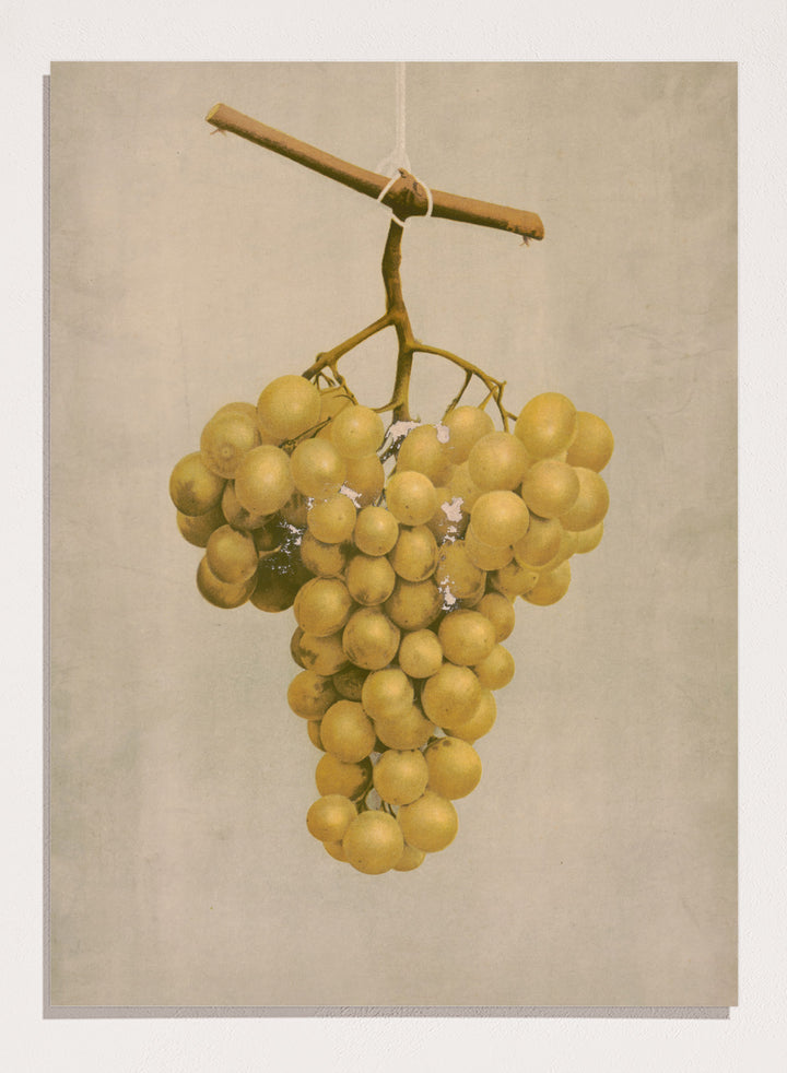 "Prize Golden Hamburg Grapes" Art Print