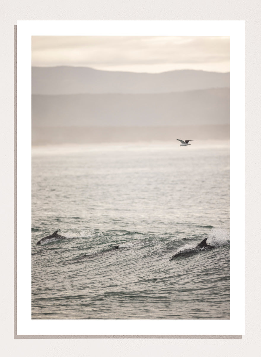 A framed photographic art print depicting dolphins swimming in a misty ocean with a bird flying in the distance. Ocean’s Dance by Shot by Clint ocean photography print featuring dolphins, rolling waves, a flying bird, and hazy coastal hills.