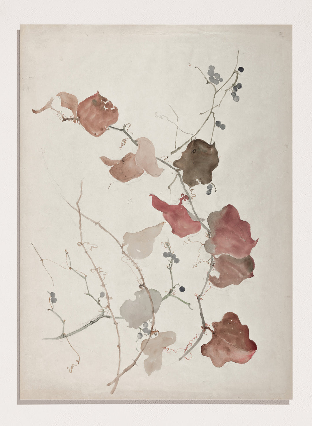 "Study of Clematis Vine with Blueberries" Art Print