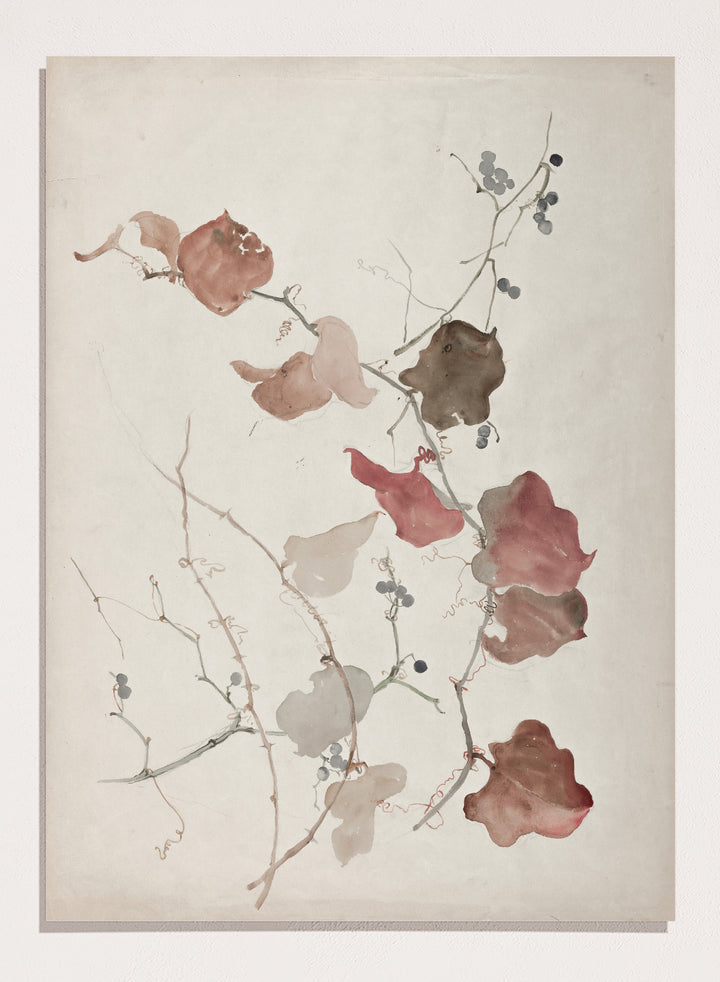 "Study of Clematis Vine with Blueberries" Art Print