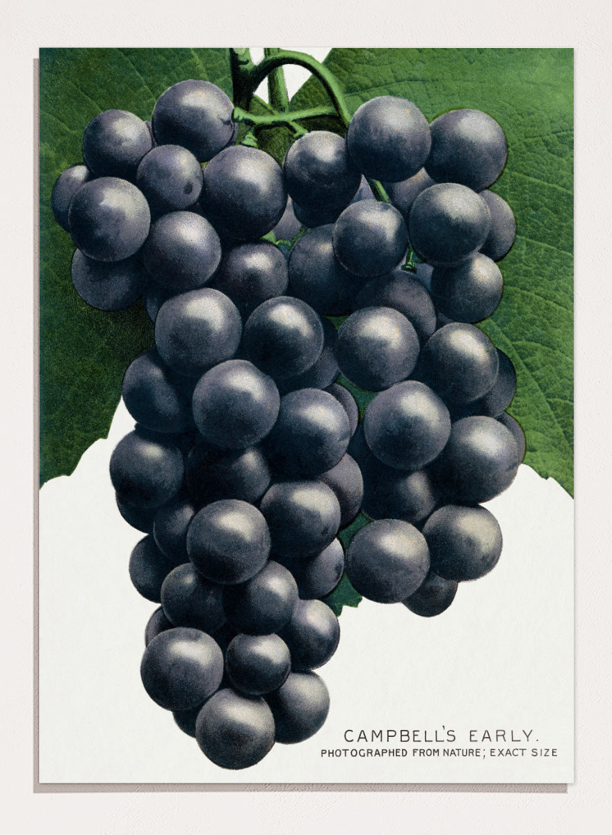 Vintage botanical illustration of a grape cluster hanging from a vine, with dark purple-black grapes and green leaves on a white background, captioned &
