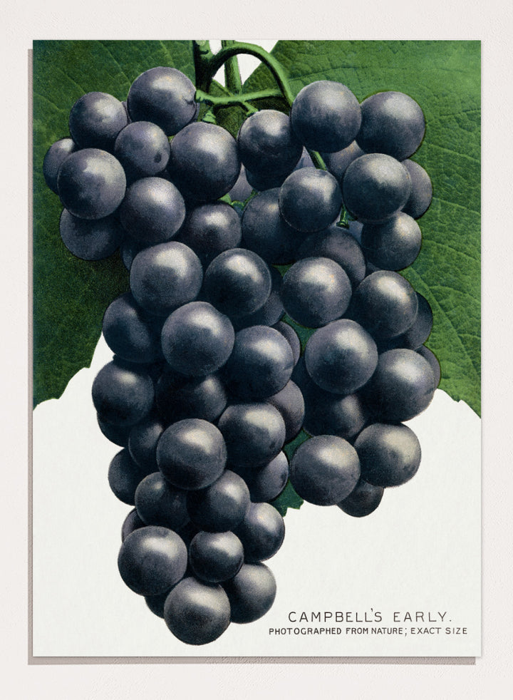 Vintage botanical illustration of a grape cluster hanging from a vine, with dark purple-black grapes and green leaves on a white background, captioned &