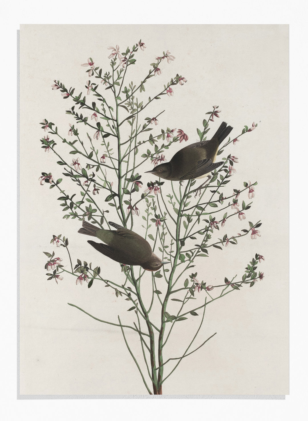 "Orange-crowned Warbler" Art Print