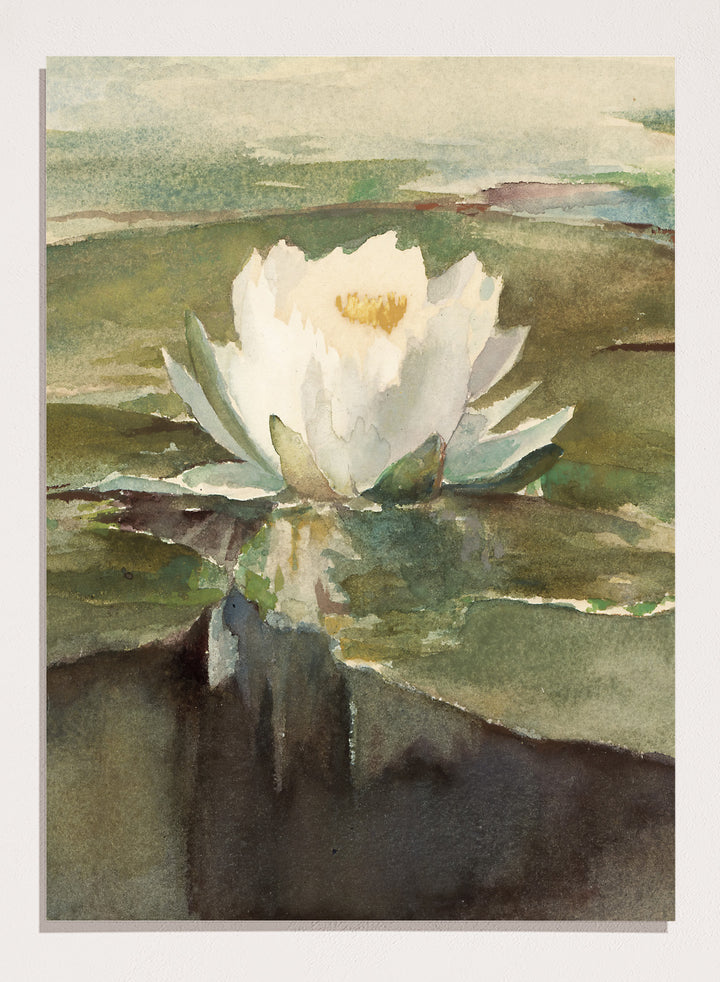 Vintage "Water Lily in Sunlight" Art Print