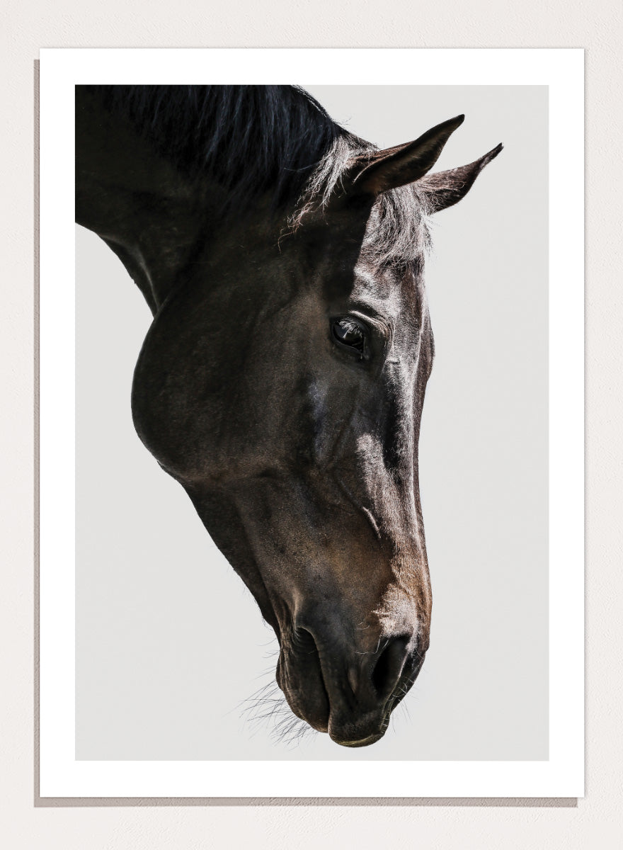 A framed photographic art print featuring a close-up portrait of a dark horse&