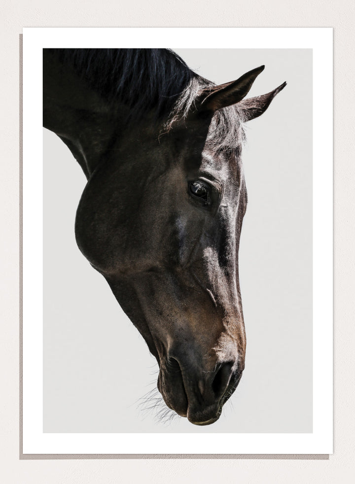 A framed photographic art print featuring a close-up portrait of a dark horse&