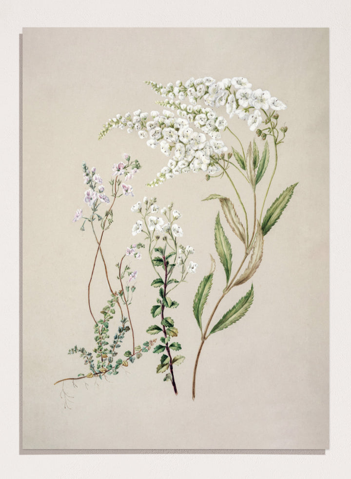 "Veronica" Art Print