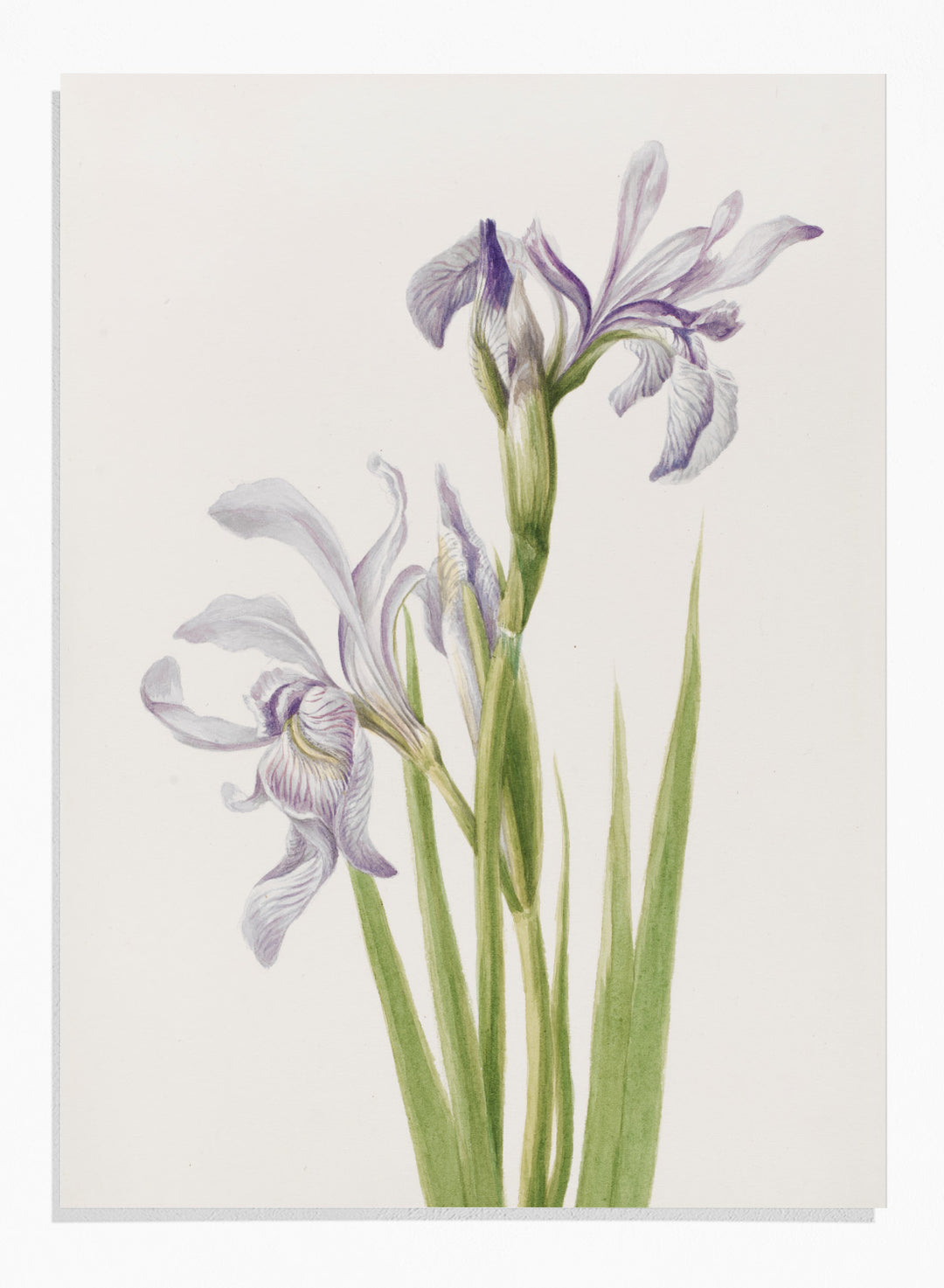 "Western Blue Flag" Art Print
