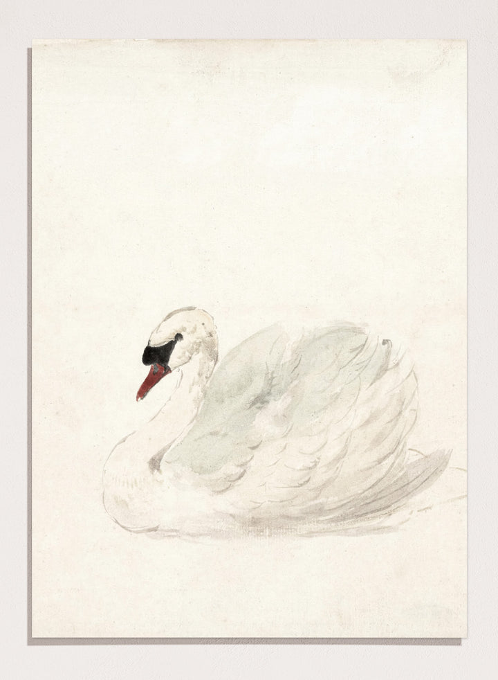 "Swan" Art Print