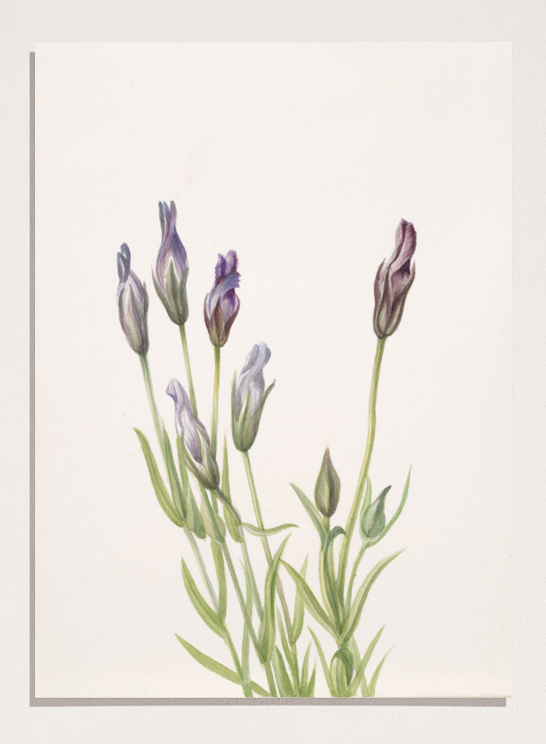 "Gentian" Art Print