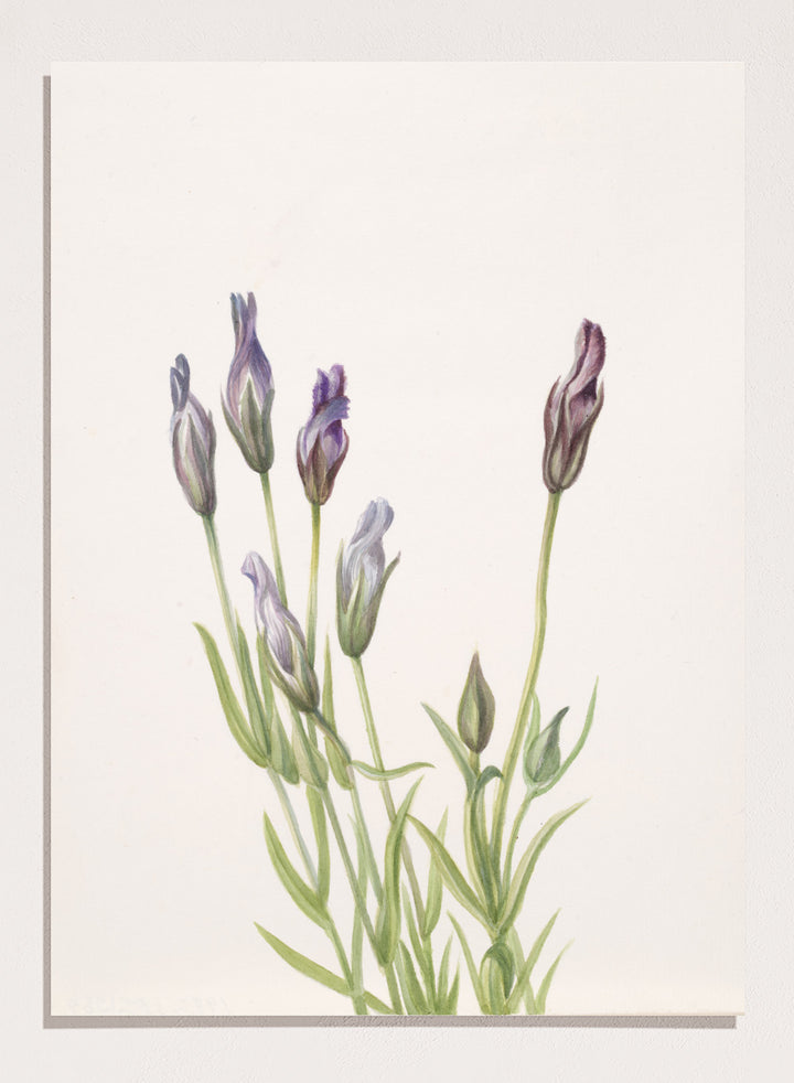 "Gentian" Art Print