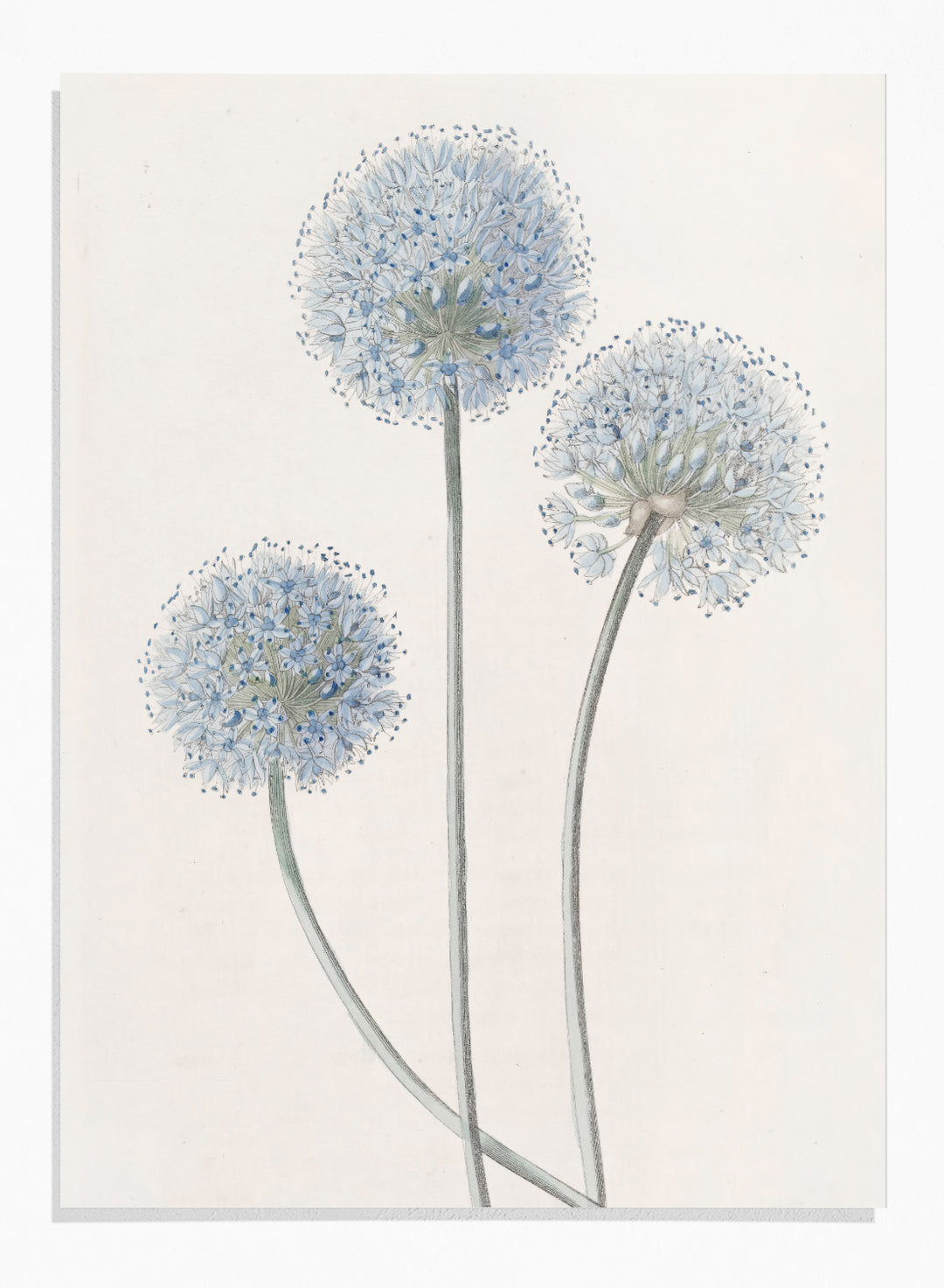 "Blue Leek" Art Print