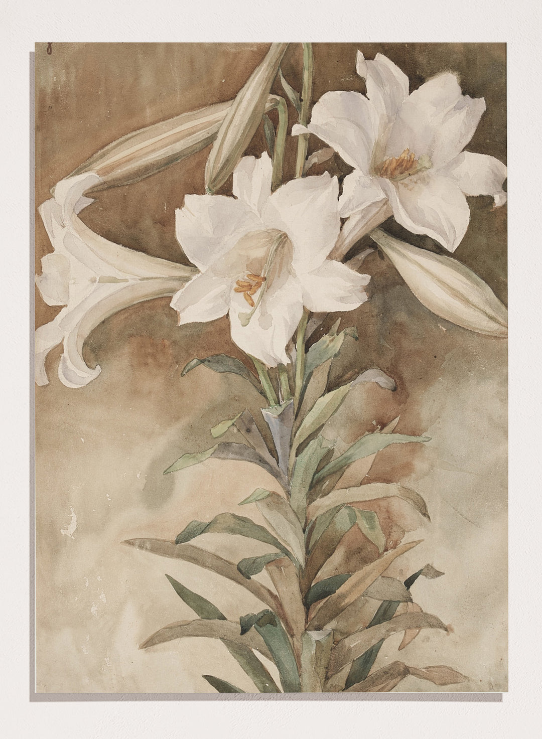 "Still Life of Easter Lilies" Art Print