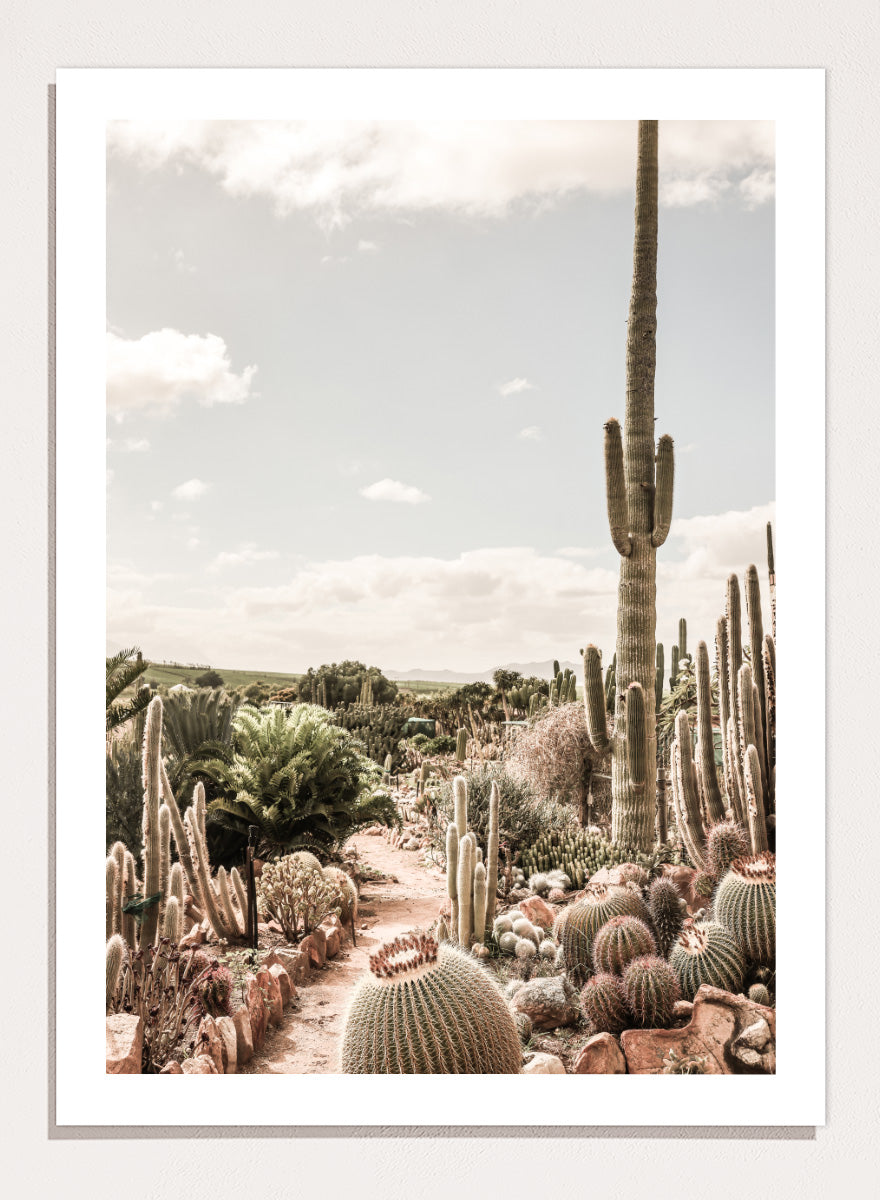 A framed art print depicting a desert landscape with various cacti and a tall saguaro under a cloudy sky. Cactus Farm by Shot by Clint desert photography print featuring towering cacti, winding garden paths, warm stone, and layered botanical texture.