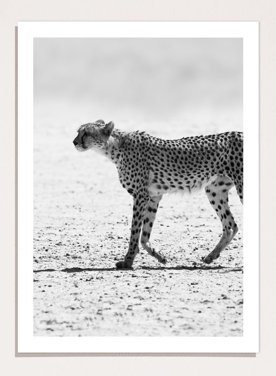 Black and white photographic art print of a cheetah walking across a sandy plain. Silent Pursuit by Shot by Clint black-and-white cheetah photography print featuring focused movement, detailed spots, and powerful wildlife imagery.