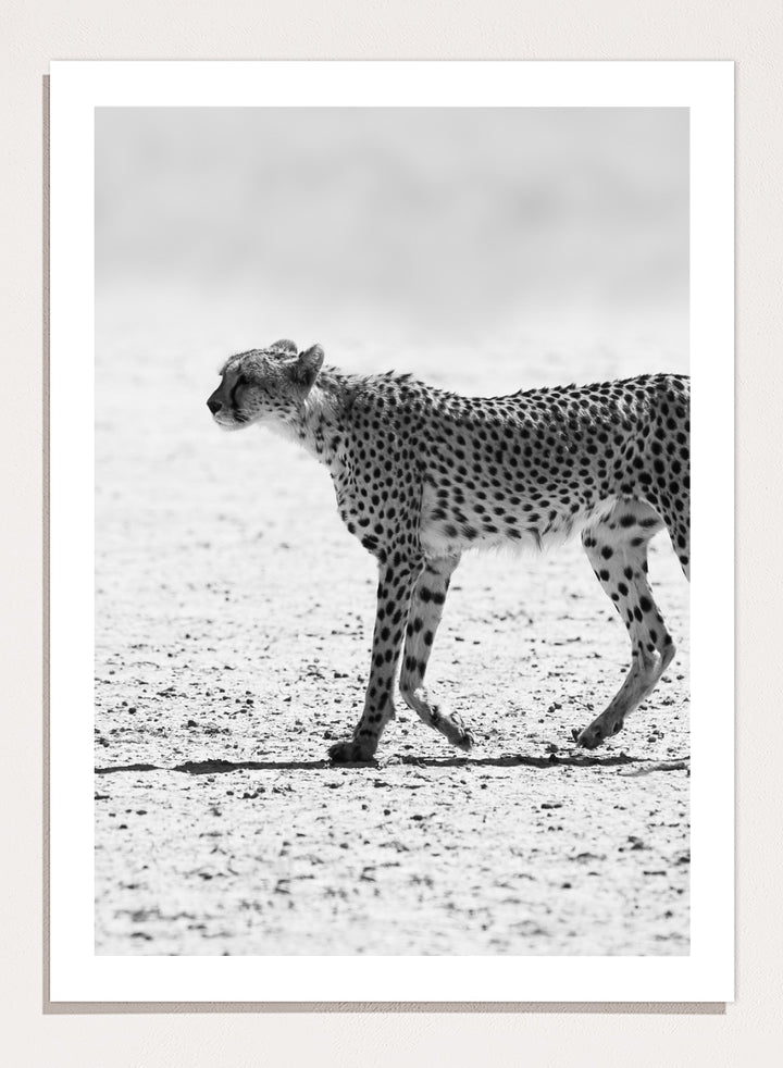 Black and white photographic art print of a cheetah walking across a sandy plain. Silent Pursuit by Shot by Clint black-and-white cheetah photography print featuring focused movement, detailed spots, and powerful wildlife imagery.