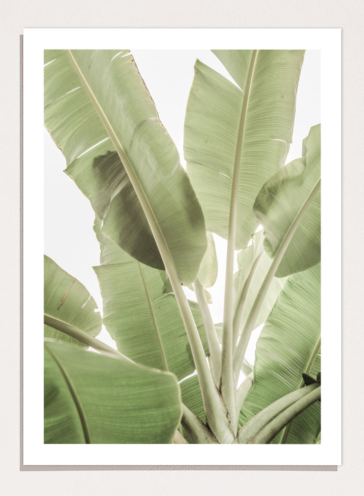 A framed botanical art print featuring large green banana leaves against a bright white background. Verdant Leafscape by Shot by Clint botanical photography print featuring layered banana leaves, pale green tones, natural texture, and bright tropical light.