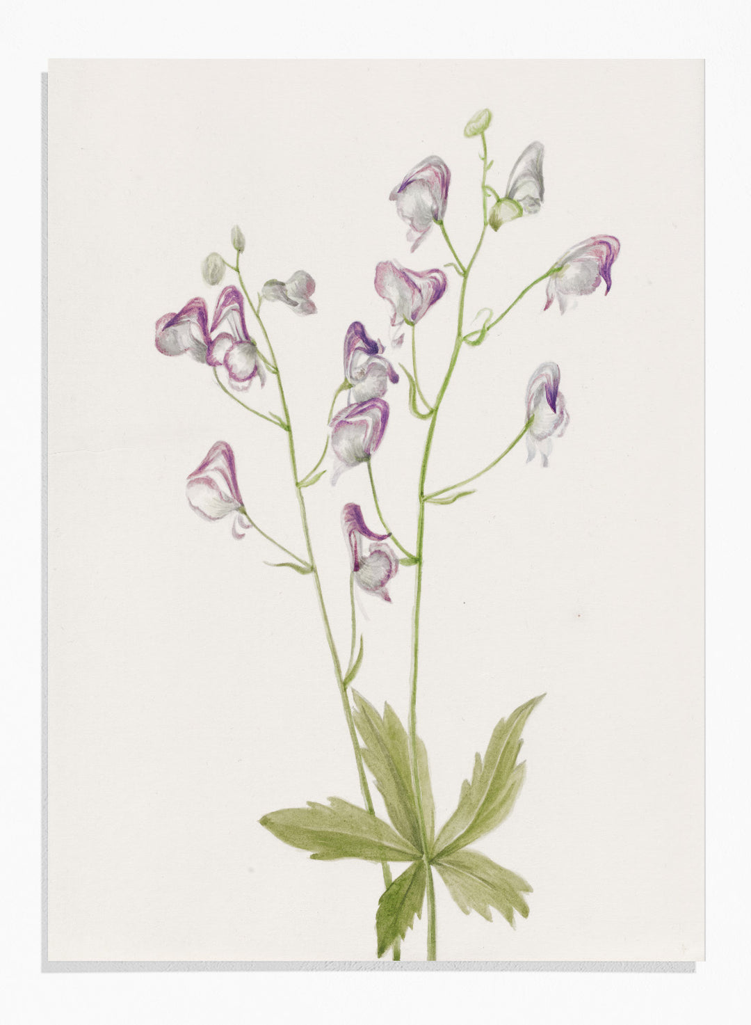 "Western Monkshood" Art Print