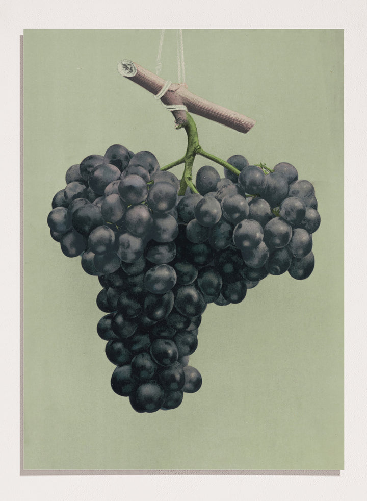 "Prize Black Alicante Grapes" Art Print