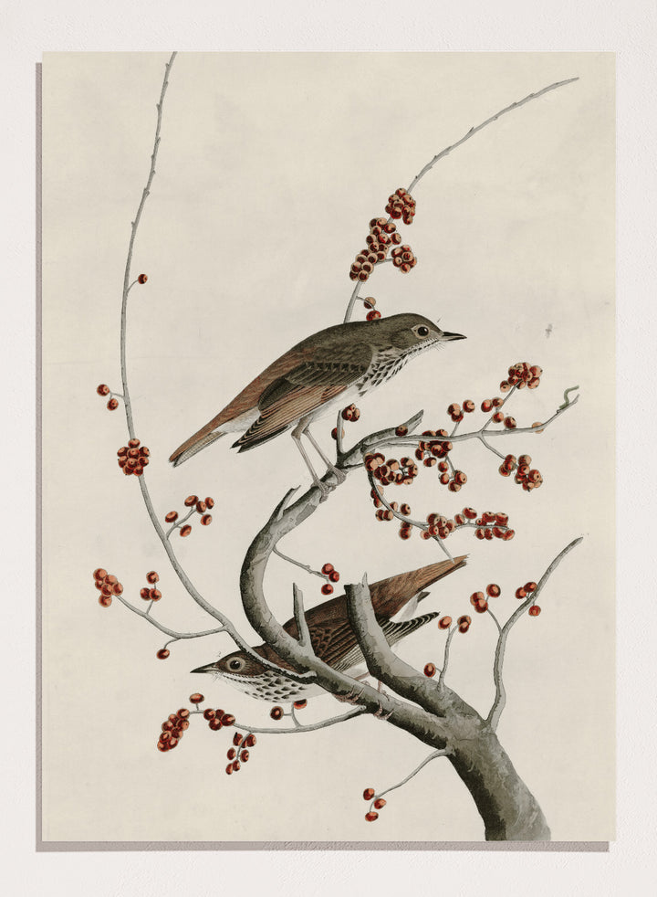"Hermit Thrush" Art Print