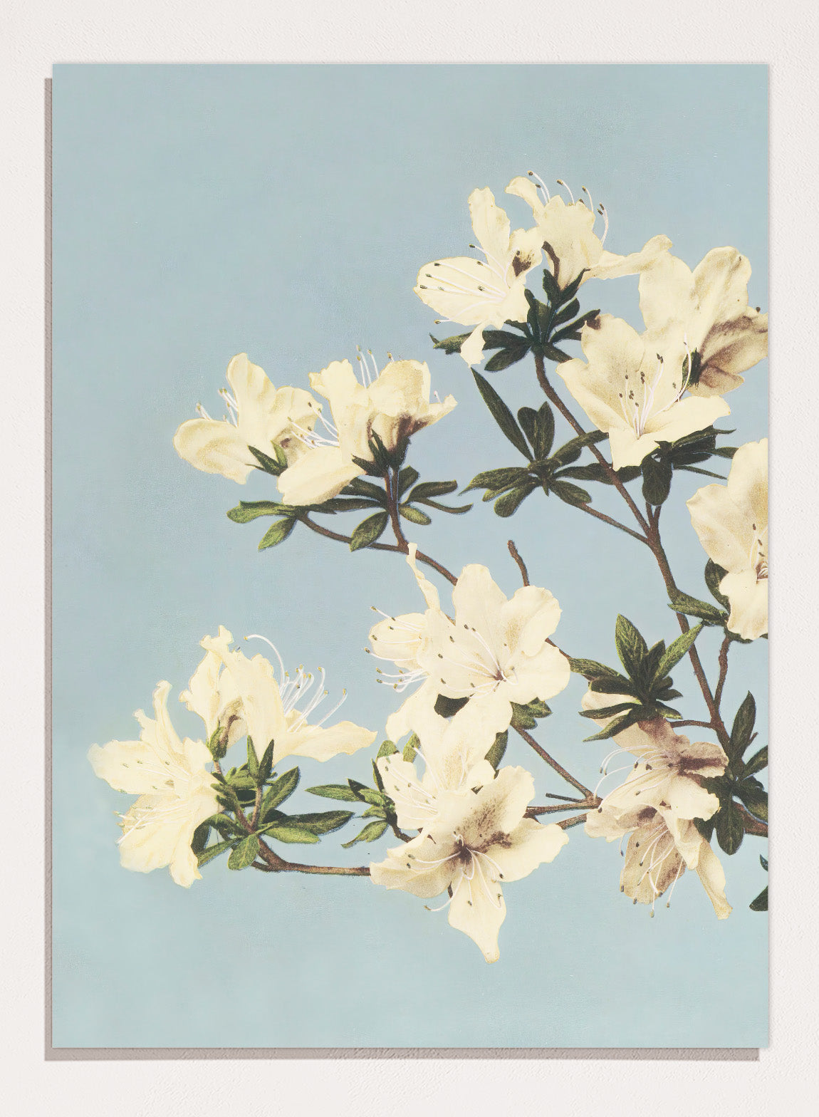 Ogawa Kazumasa White Azaleas Flowers Vintage Japanese Photograph