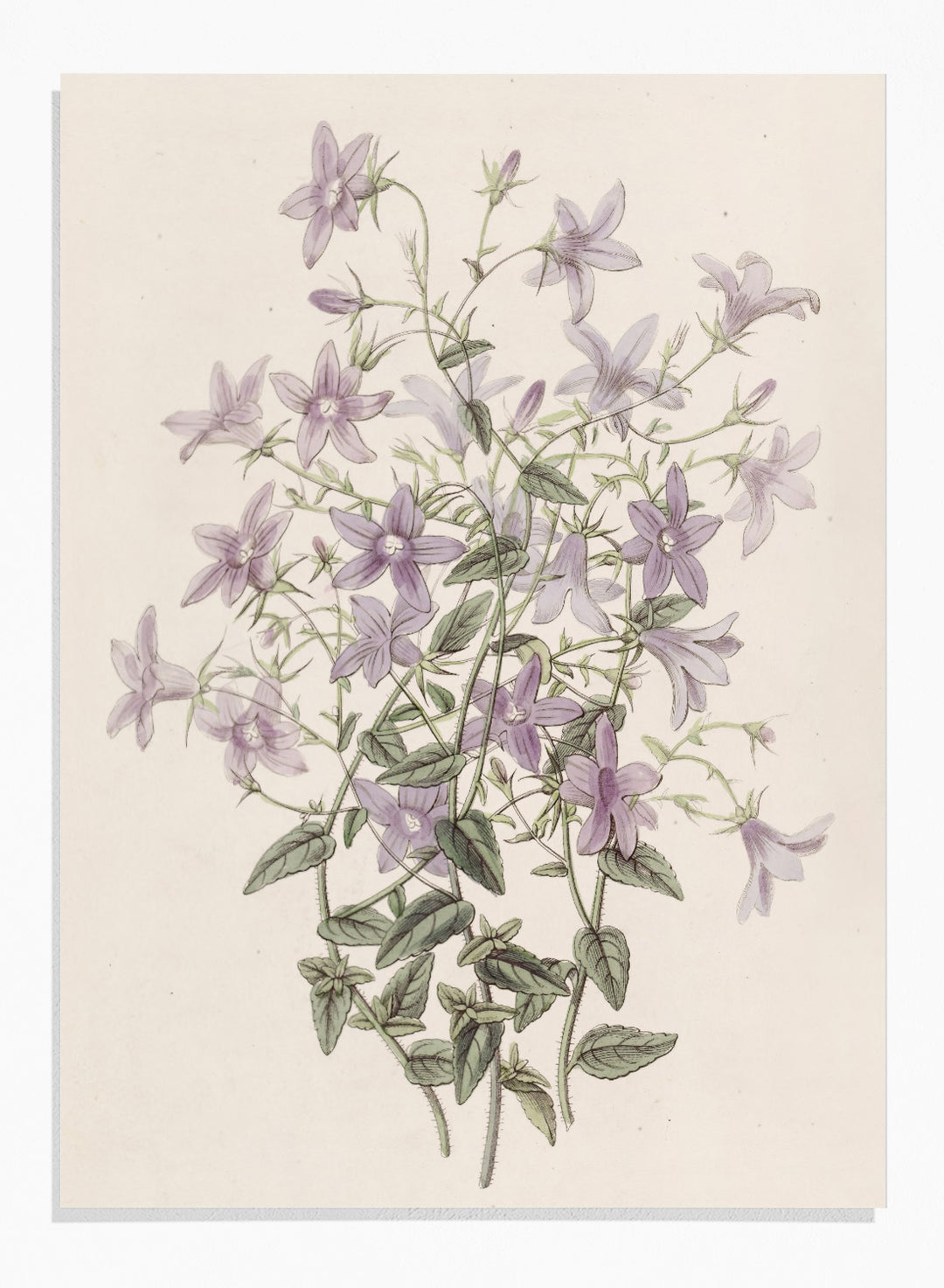 "Laefling’s Bellflower" Art Print
