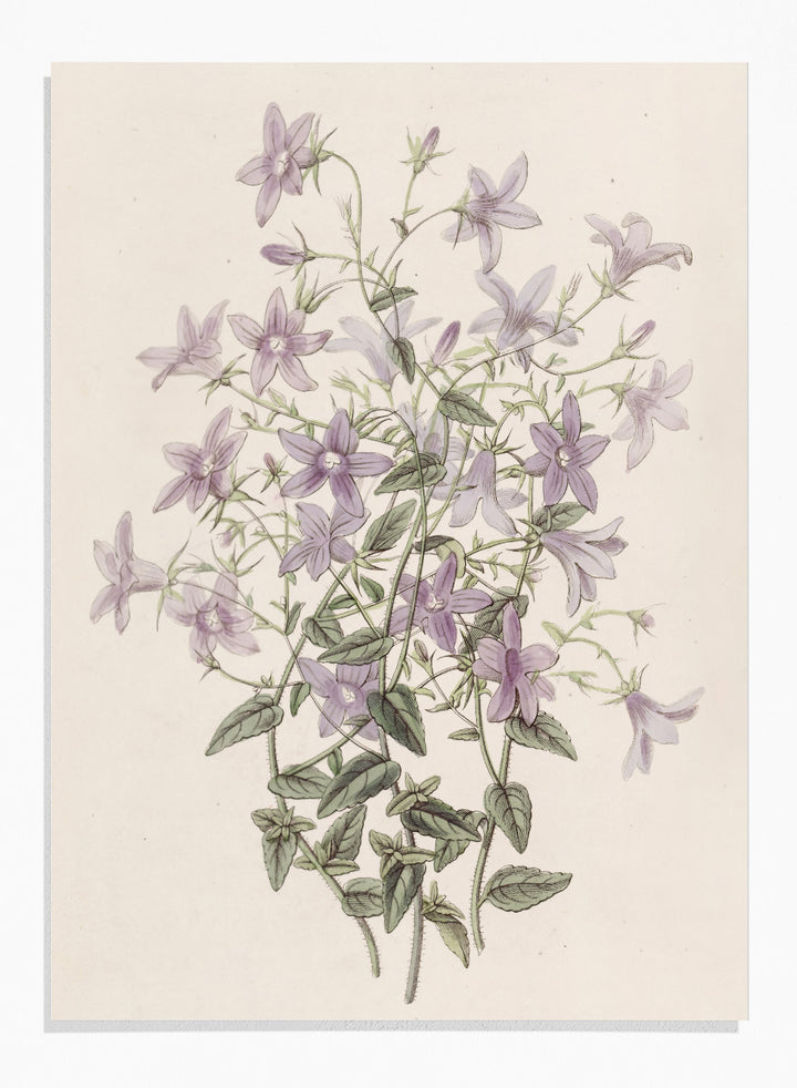 "Laefling’s Bellflower" Art Print