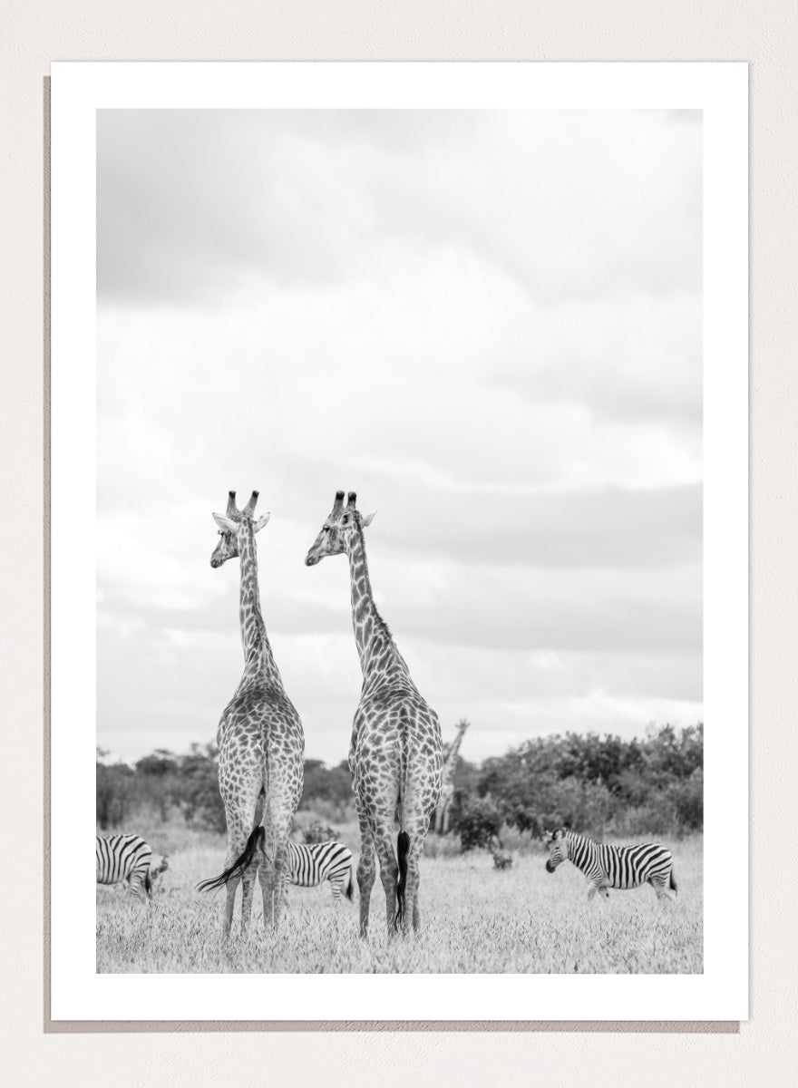 Black and white photographic art print depicting two giraffes in a savanna landscape with zebras and trees under a cloudy sky. Super Safari by Shot by Clint black-and-white wildlife photography print featuring two giraffes standing among zebras in the South African grasslands.