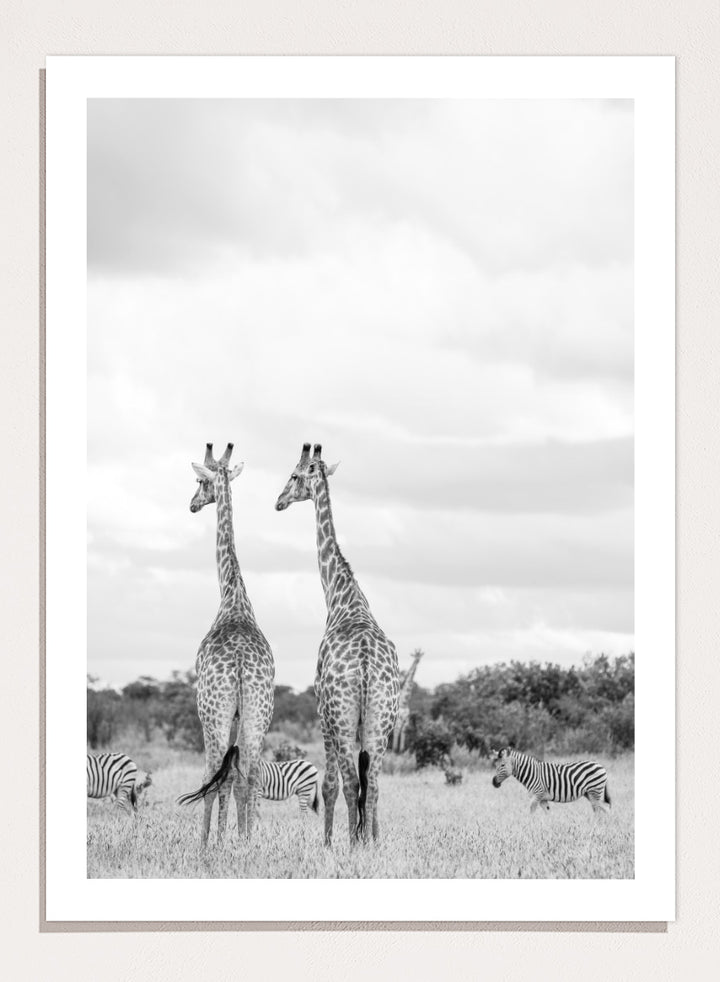 Black and white photographic art print depicting two giraffes in a savanna landscape with zebras and trees under a cloudy sky. Super Safari by Shot by Clint black-and-white wildlife photography print featuring two giraffes standing among zebras in the South African grasslands.