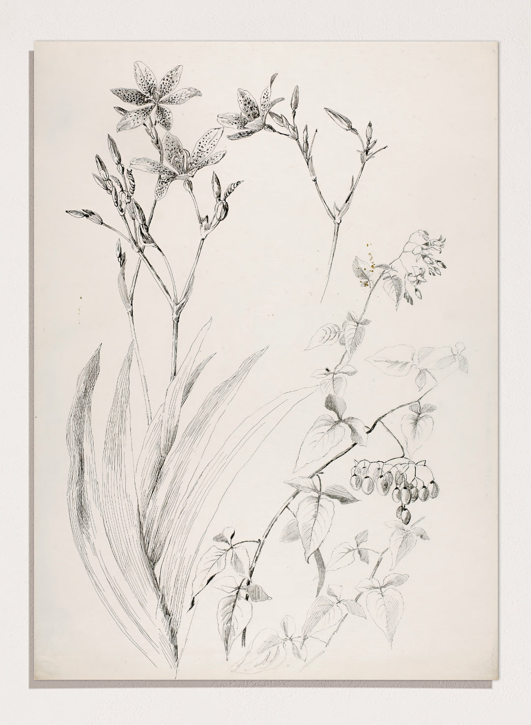 Botanical Study by George Elbert Burr is a vintage pen and ink botanical print of lilies, leaves, and berries, a detailed nature drawing for wall art.