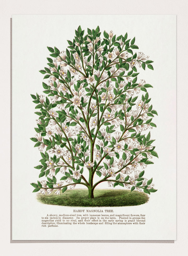 A vintage botanical illustration of a Hardy Magnolia tree, featuring detailed green leaves and clusters of white flowers, with a printed caption at the bottom on an off-white background. Shop the Hardy Magnolia Tree art print by Botanical Specimen Rochester Lithographing, a vintage botanical illustration featuring white magnolia flowers, green foliage, and original specimen text.