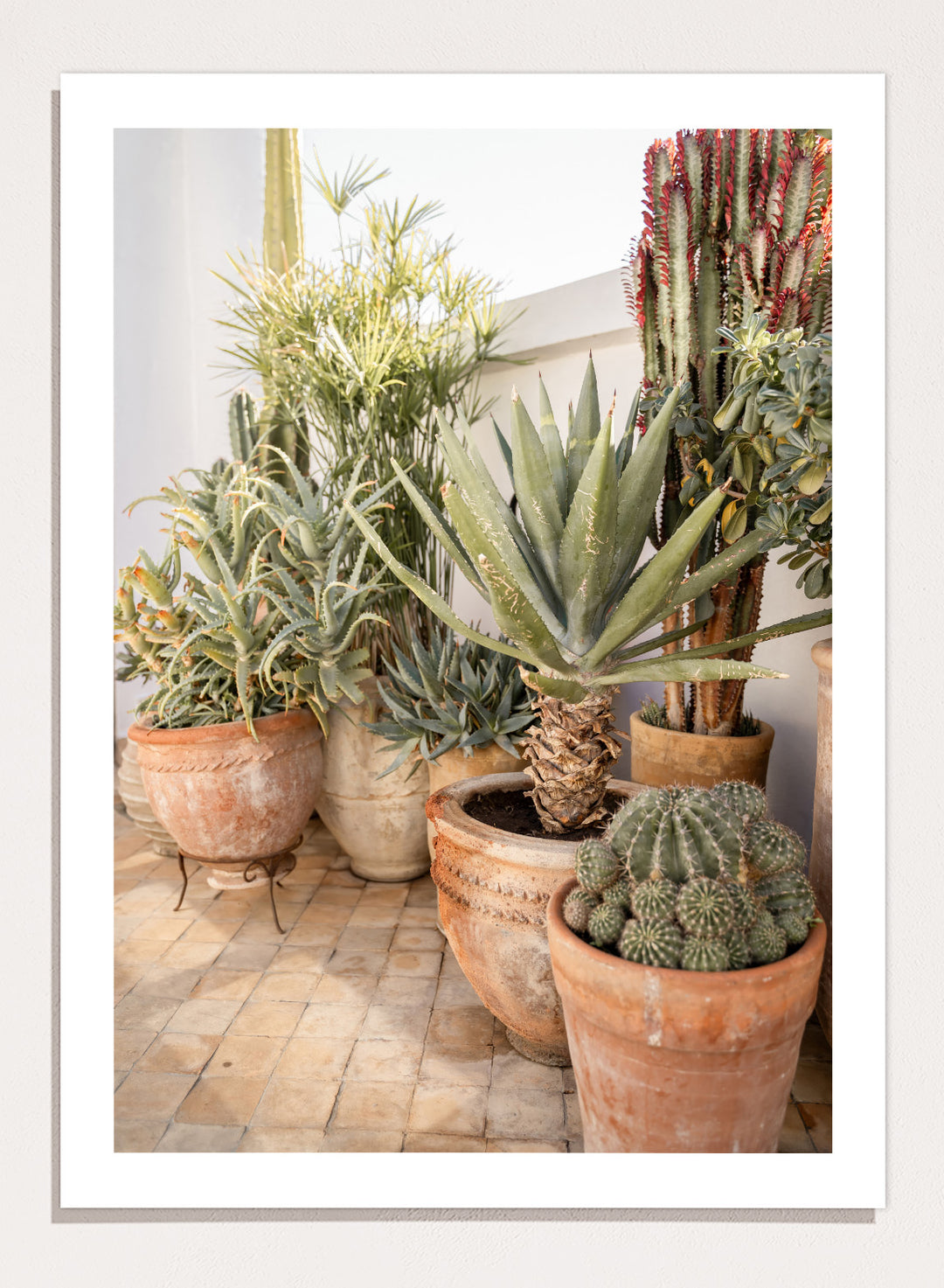 Collection of potted cacti and succulents on a patio. Sunny Desert Plant Garden by Henrike Schenk features cacti, agave, terracotta pots, and Moroccan garden styling in a warm botanical photography print.