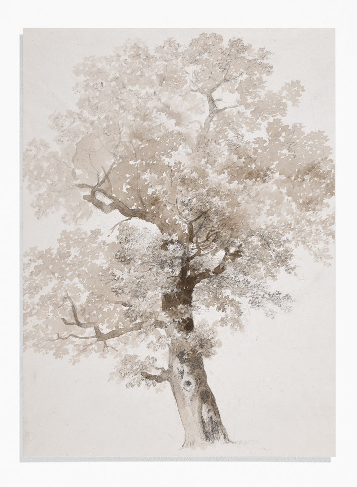 "Study of a Tree" Art Print