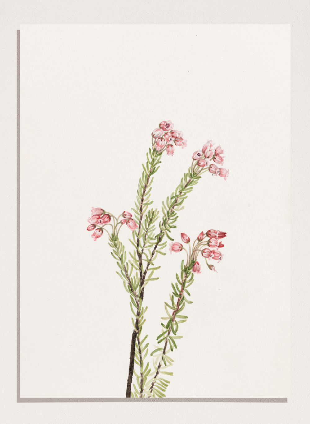 "Pink Mountain Heather" Art Print