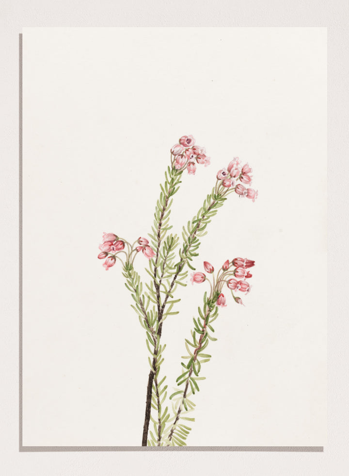 "Pink Mountain Heather" Art Print