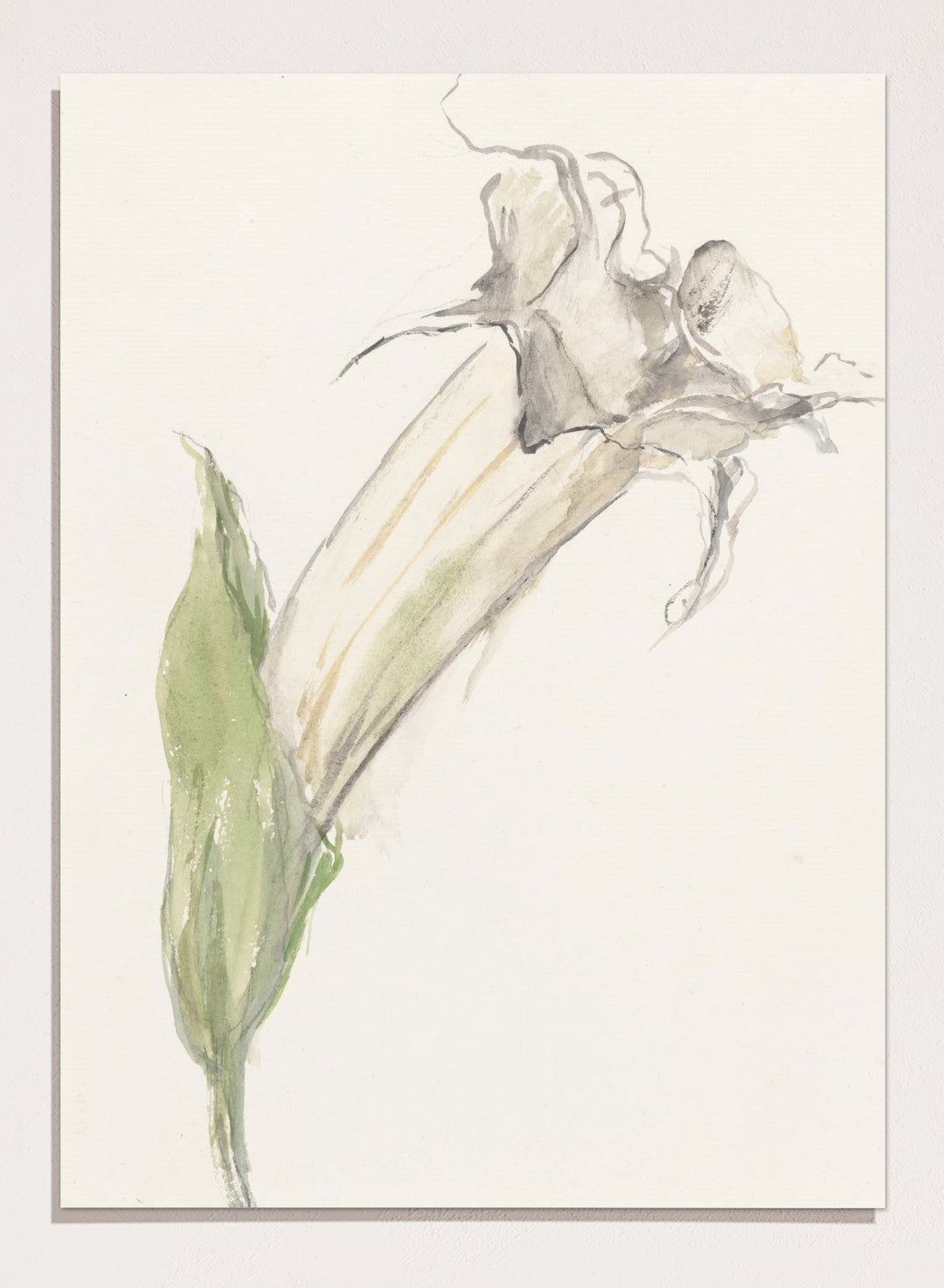 Flower by Sientje Mesdag-van Houten is a vintage botanical print, a watercolor study of a single wilting bloom with a green leaf and pale curling stems.