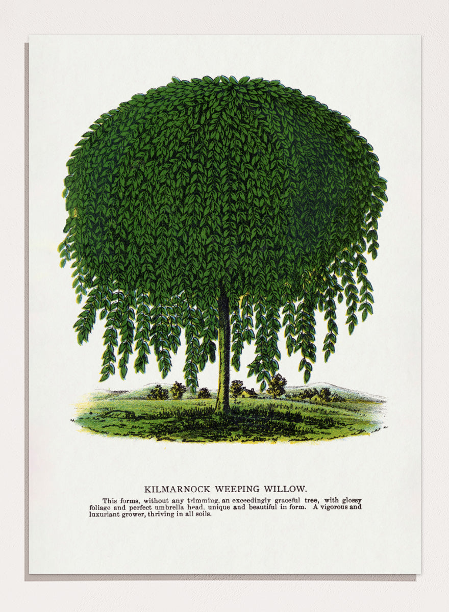 Vintage botanical illustration of a Kilmarnock weeping willow tree, shown with a rounded crown and long drooping green leaves on a white background with printed text below. Shop the Kilmarnock Weeping Willow art print by Botanical Specimen Rochester Lithographing, a vintage botanical tree illustration wit green foliage and original 1900 specimen text.