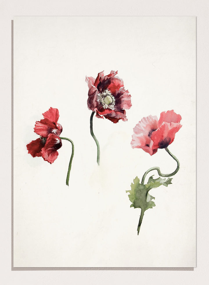 Poppy Flowers by Lilly Walther is a vintage botanical print of three red and pink poppies in watercolor, a floral wall art print for any room.