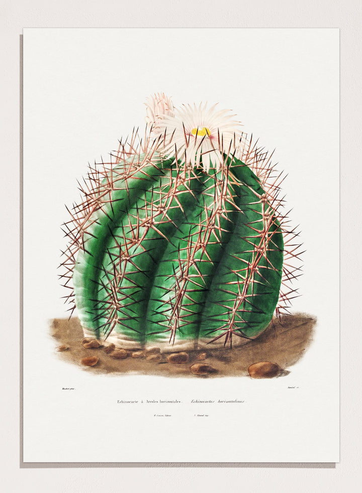 Turk's Head Cactus Vintage Art Print BA32