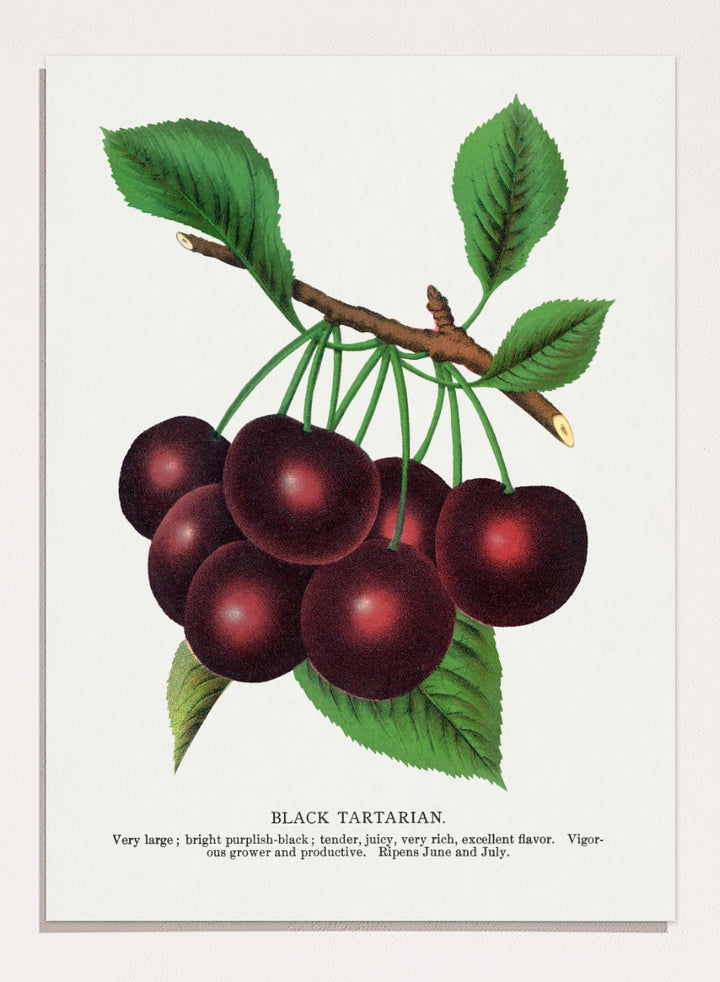 A vintage botanical illustration of a cluster of black tartarian cherries on a branch with green leaves, printed on a white background with descriptive text below. Black Tartarian Cherry Lithograph art print by Botanical Specimen Rochester Lithographing, a vintage botanical fruit illustration featuring dark cherries, green leaves, and original specimen text.