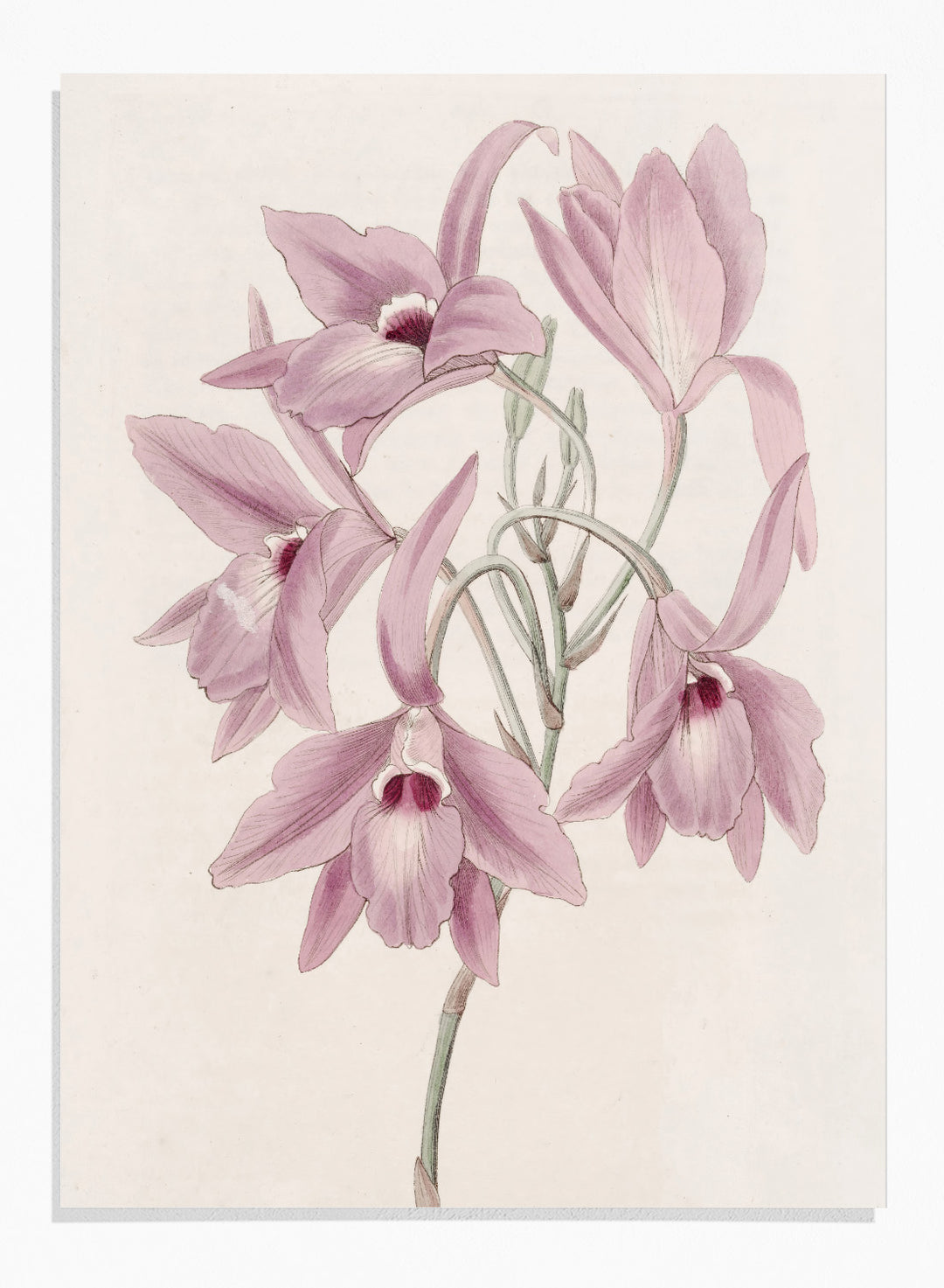 "Long-stalked Laelia" Art Print