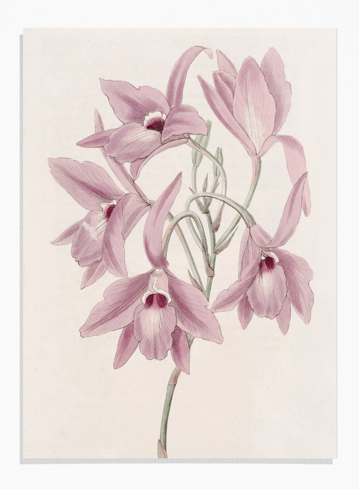 "Long-stalked Laelia" Art Print