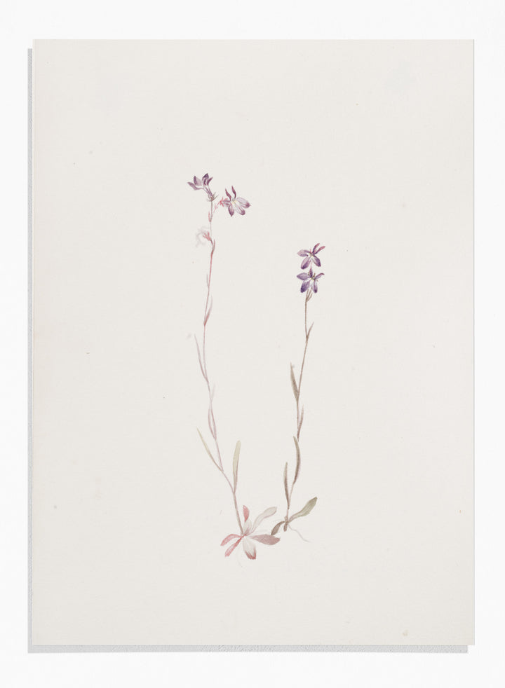 "Lobelia Kalmii" Art Print