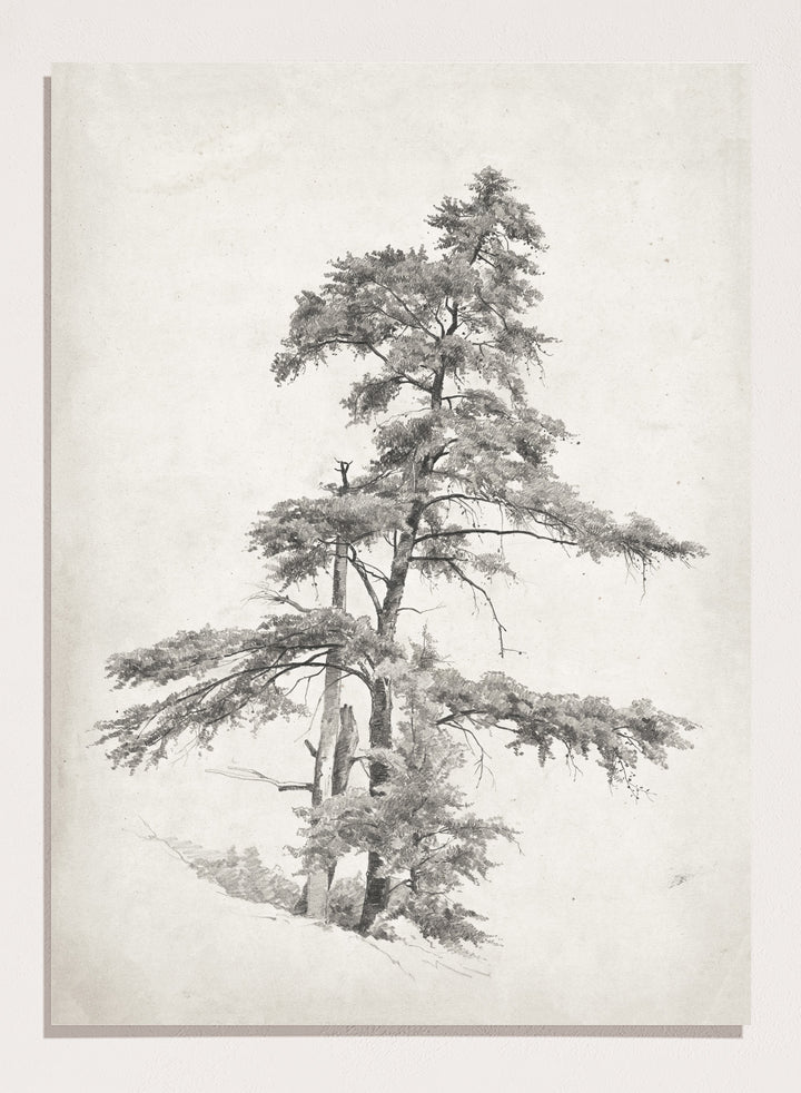 "Trees, West Virginia" Sketch Art Print