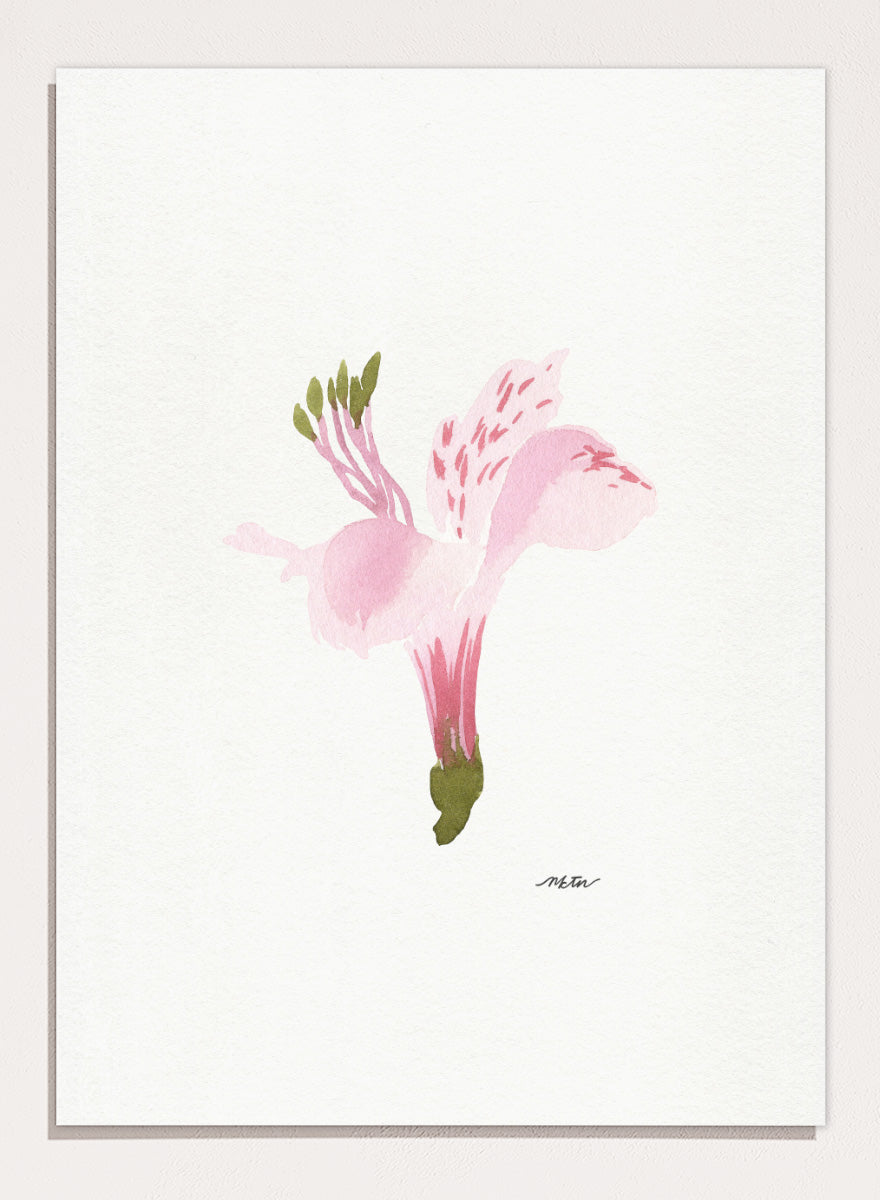Shop Soft Pink Alstroemeria flower by NKTN, a botanical wall art print poster featuring a single pink alstroemeria flower in a delicate watercolor style.