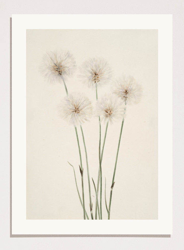 "Slender Cotton-Grass" Art Print