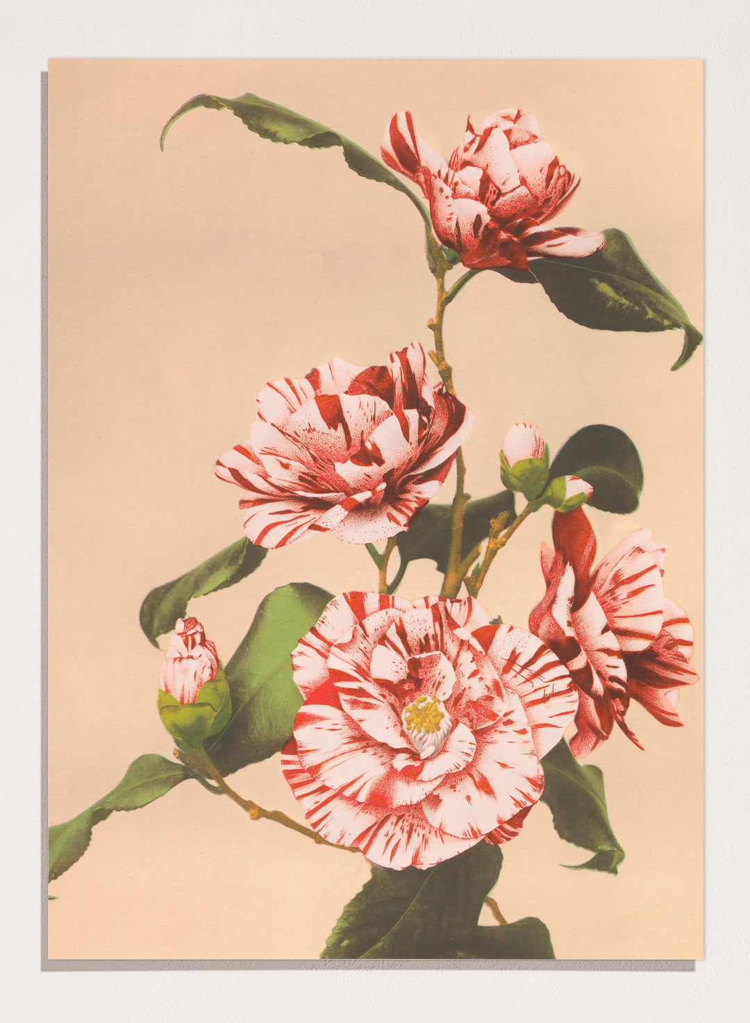 Ogawa Kazumasa Red Striped Camellias Flowers Japanese Art Print OK06B