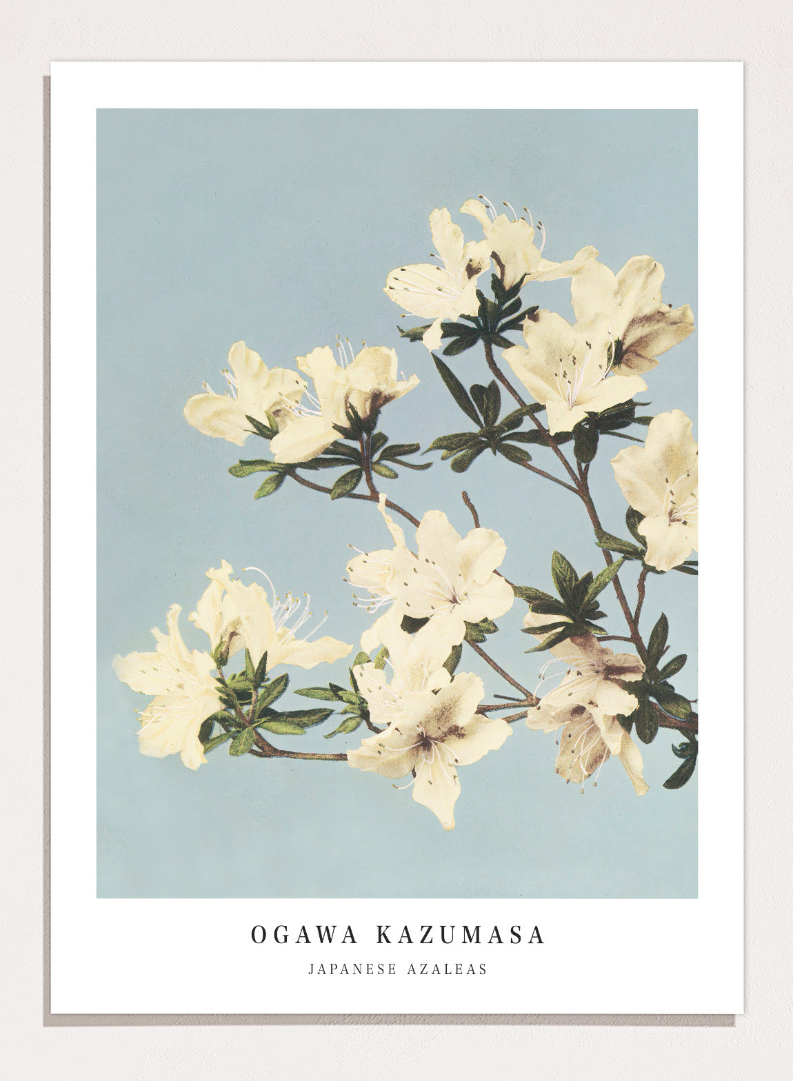 Ogawa Kazumasa White Azaleas Flowers Vintage Japanese Photograph