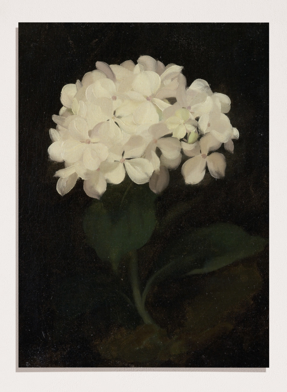 "White Hydrangea" Art Print