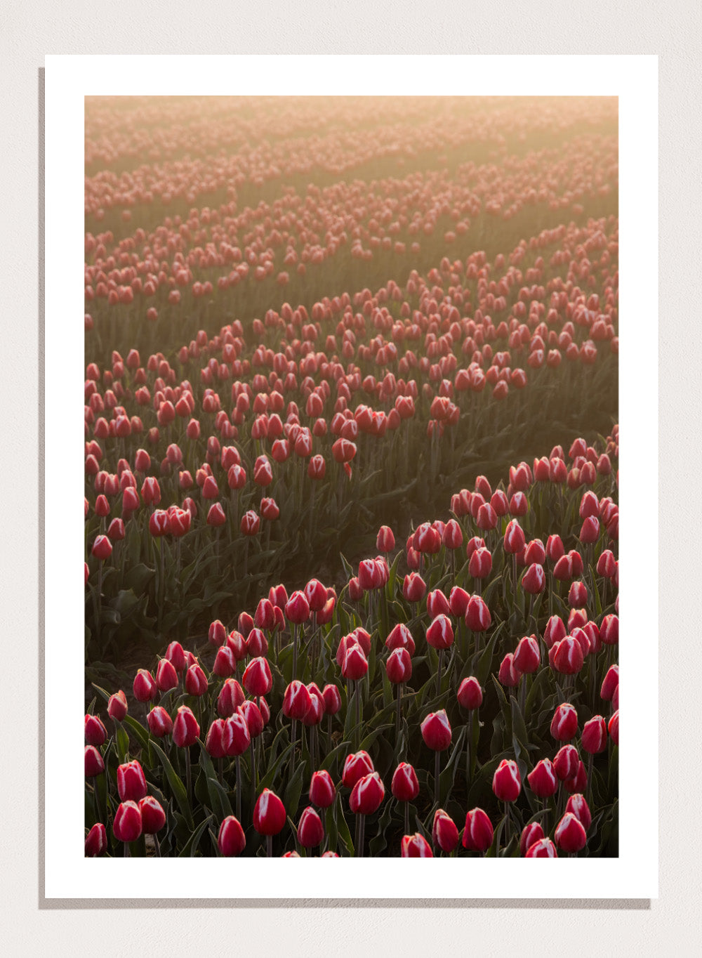 Field of pink tulips with a soft glow, likely from sunset or sunrise. Field of Flowers Art Print by Mareike Böhmer. Floral wall art photography featuring pink tulips. Officially licensed fine art print by German photographer Mareike Böhmer.